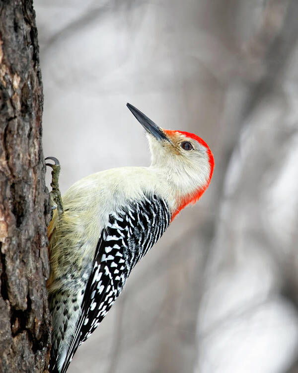 Birds Poster featuring the photograph Red-bellied Woodpecker by Al Mueller