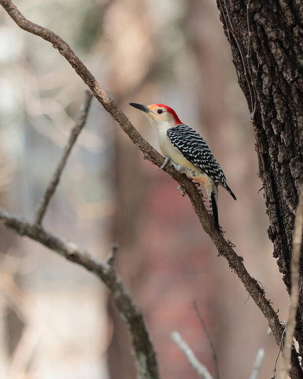 Red-bellied Woodpecker Poster featuring the photograph Red-bellied Woodpecker by John Moyer