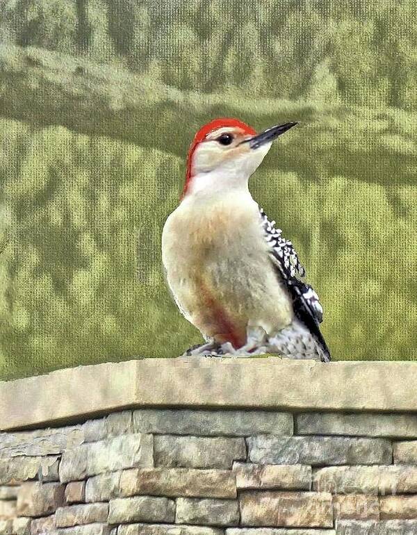 Woodpecker Poster featuring the photograph Red-Bellied Woodpecker Sighting in March by Janette Boyd