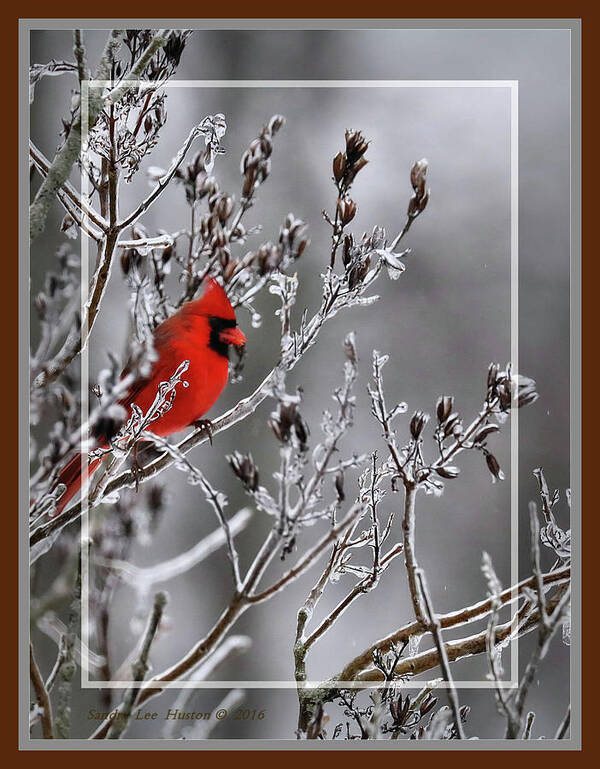 Bird Poster featuring the photograph Red Cardinal In Winter, Framed by Sandra Huston