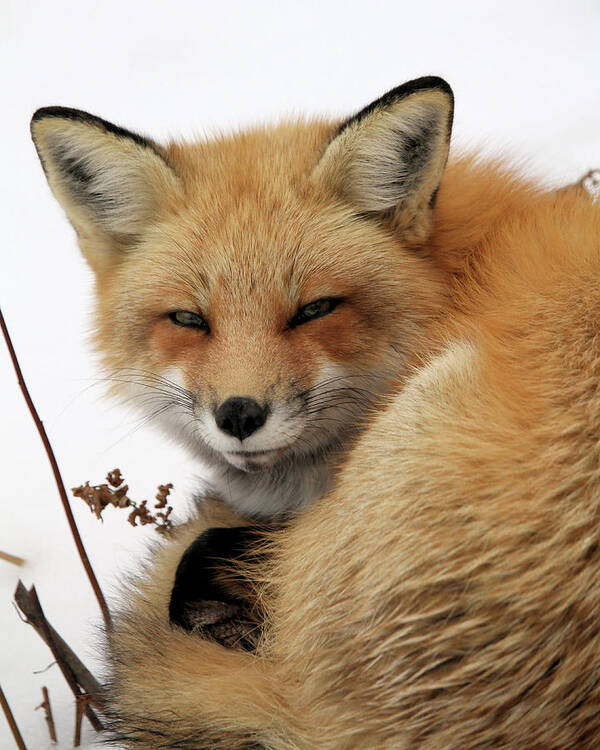 Red Fox Poster featuring the photograph Red Fox in Snow by Doris Potter