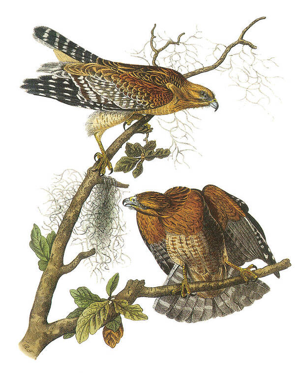 John James Audubon Poster featuring the painting Red-Shouldered Hawk by John James Audubon