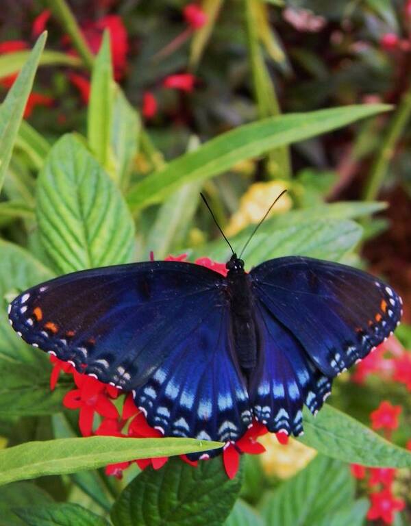 Red Spotted Purple Butterfly Poster featuring the photograph Red Spotted Purple Butterfly by Warren Thompson
