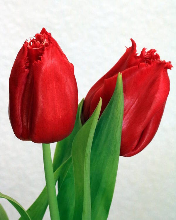Nature Poster featuring the photograph Red Tulips on White by Sheila Brown