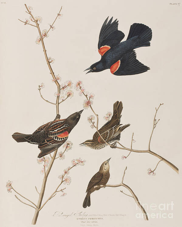Audubon Poster featuring the painting Red winged Starling or Marsh Blackbird by John James Audubon