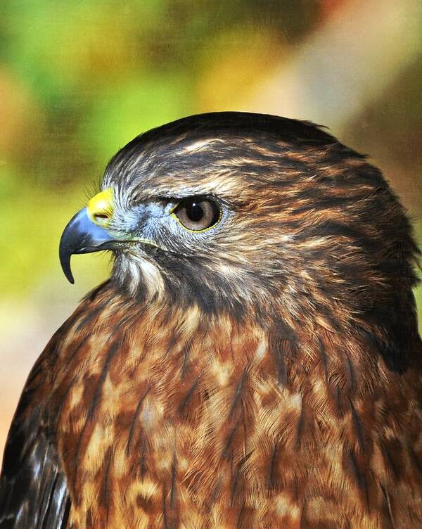 Red Tail Hawk Poster featuring the photograph Redtaila 4a by Marty Koch