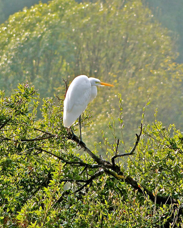 Egret Poster featuring the photograph Resting by Liz Vernand
