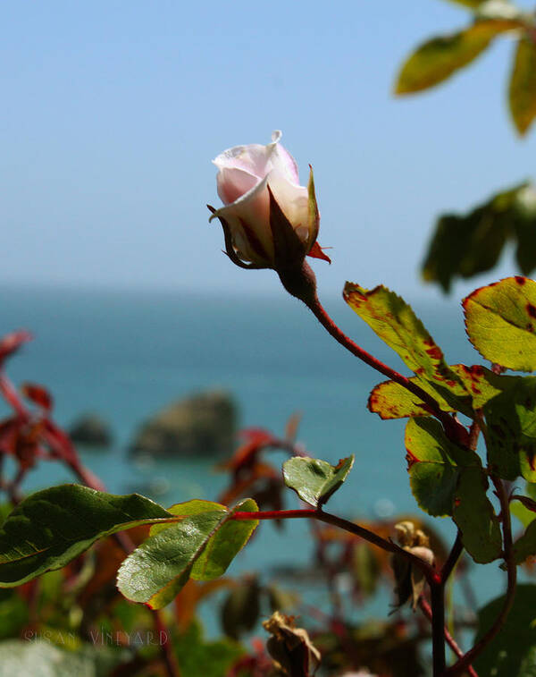 Ocean Poster featuring the photograph Rose by the Sea by Susan Vineyard