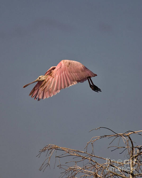Roseate Spoonbill Poster featuring the photograph Roseate Spoonbill in Flight by John Harmon