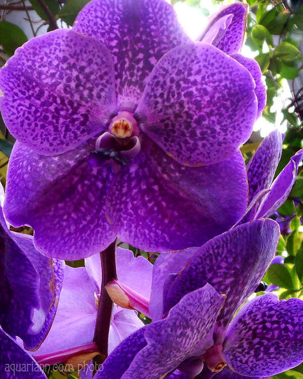 Purple Orchid Poster featuring the photograph Royal Purple Orchids by Kristin Aquariann