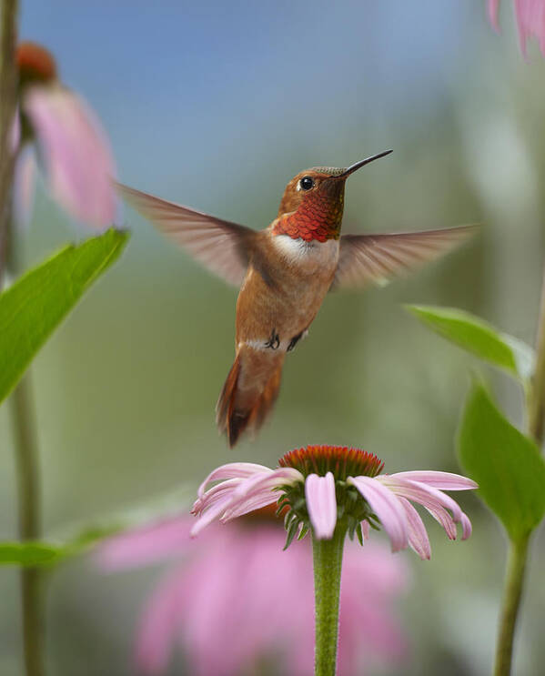 00486968 Poster featuring the photograph Rufous Hummingbird Male Feeding by Tim Fitzharris