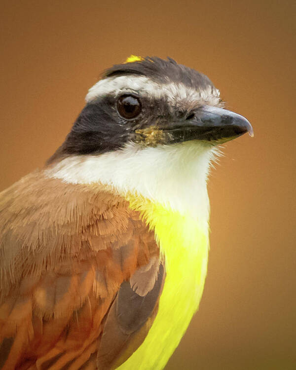 Bird Poster featuring the photograph Rusty Margined Flycatcher Parque del Cafe Colombia by Adam Rainoff