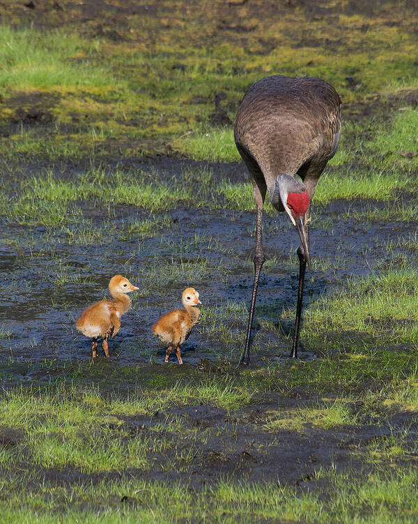 Sandhill Cranes Poster featuring the photograph Sandhill Crane and babies by Richard Rizzo