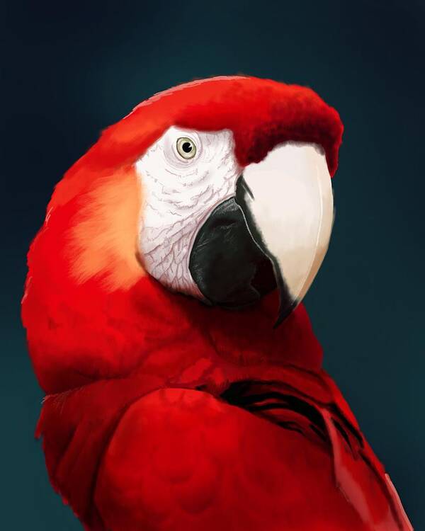 Scarlet Macaw Poster featuring the digital art Scarlet Macaw by KC Gillies