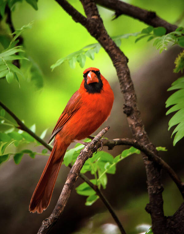 Nature Poster featuring the photograph Scarlet Messenger by Steve Marler