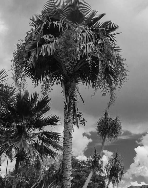  Poster featuring the photograph Selby Garden Palms by Susan Molnar