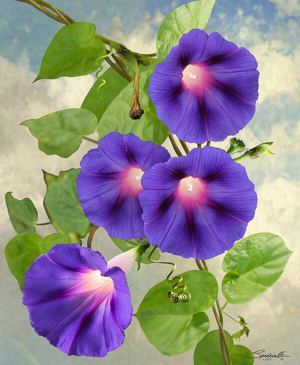 Flower Poster featuring the digital art September Morning Glory by M Spadecaller