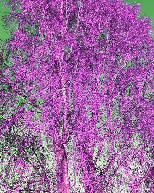 Silverbirch Poster featuring the photograph Silver Birch in Lilac by Rowena Tutty