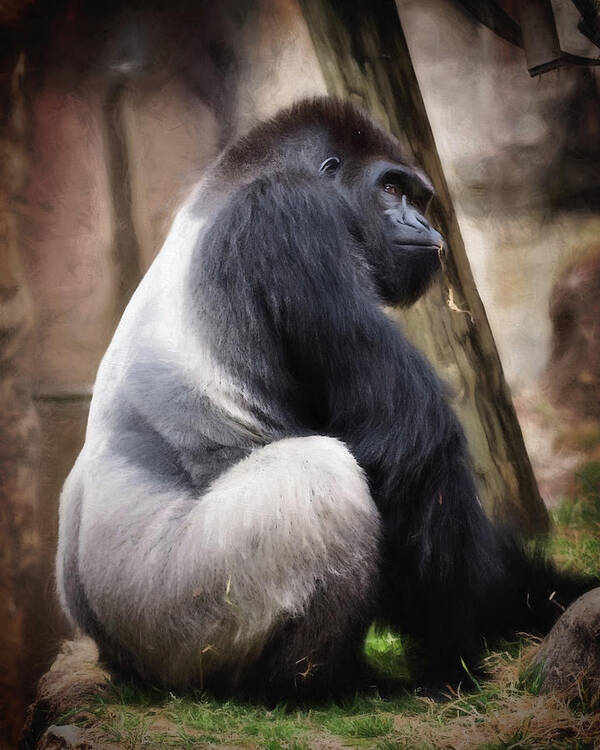 Adult Poster featuring the photograph Silverback by Lana Trussell