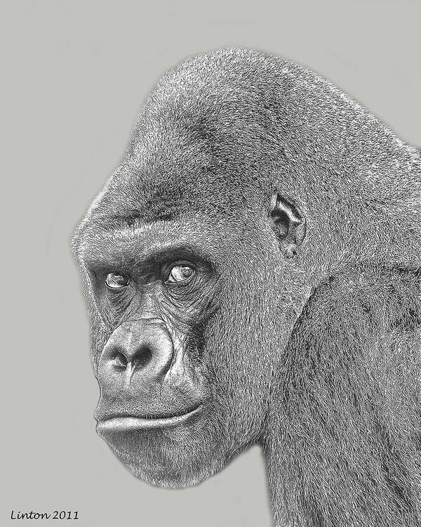 Gorilla Poster featuring the digital art Silverback Portrait by Larry Linton