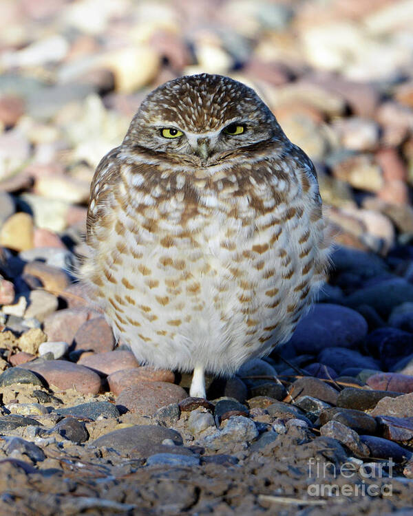 Denise Bruchman Poster featuring the photograph Sleepy Burrowing Owl by Denise Bruchman