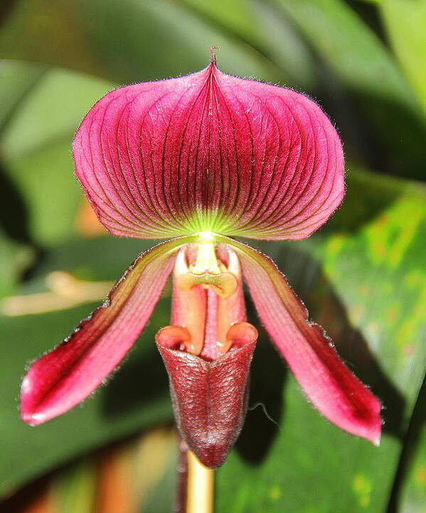 Orchid Poster featuring the photograph Slipper Orchid 2 by Allen Nice-Webb