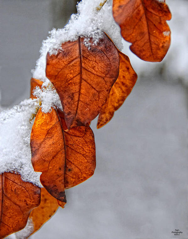 Leaves Poster featuring the photograph Snowy Leaves by Peg Runyan