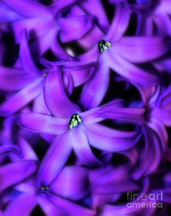 Hyacinth Poster featuring the photograph Soft Hyacinth by Judi Bagwell