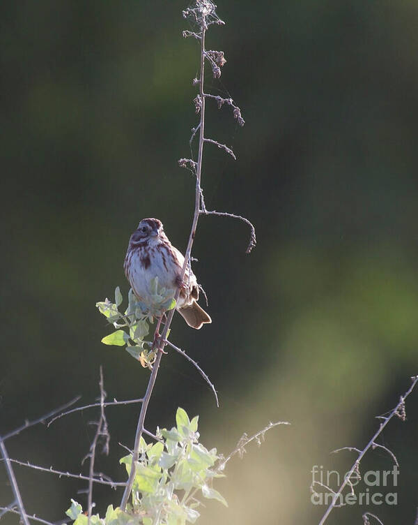 Song Sparrow Poster featuring the photograph Song Sparrow in the tree by Ruth Jolly