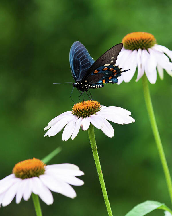 Butterfly Poster featuring the photograph Spice Bush Swallowtail Echinacea Trio by Lara Ellis