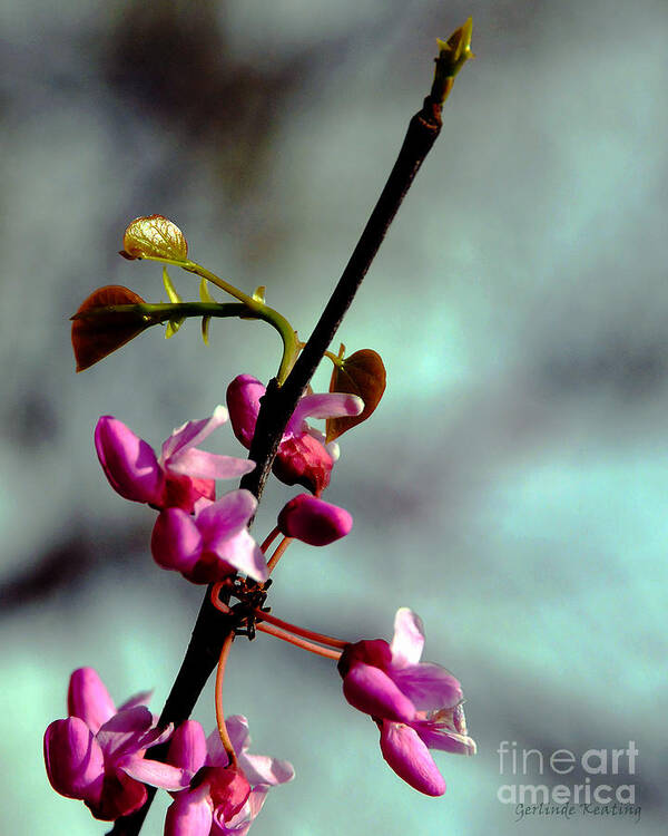 Spring Poster featuring the photograph Spring Blossoms by Gerlinde Keating