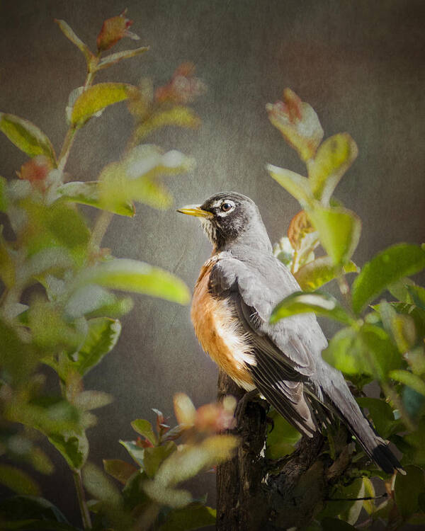 Bird Poster featuring the photograph Spring Robin by Jeff Mize