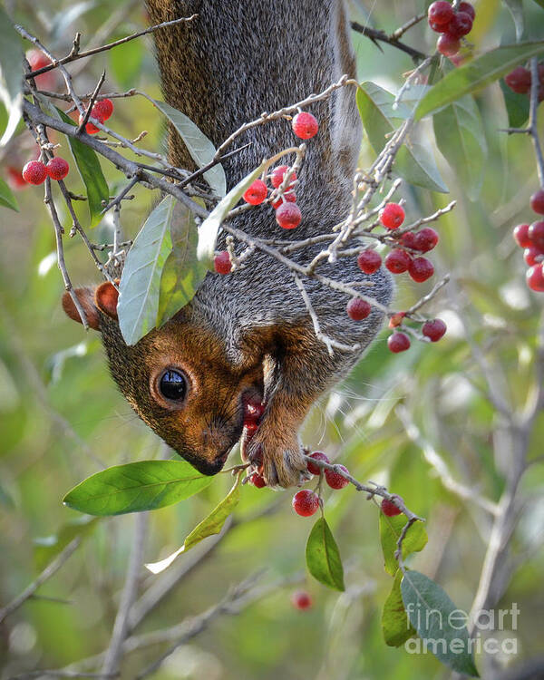 Grey Squirrel Poster featuring the photograph Squirrels Like Berries Too by Amy Porter