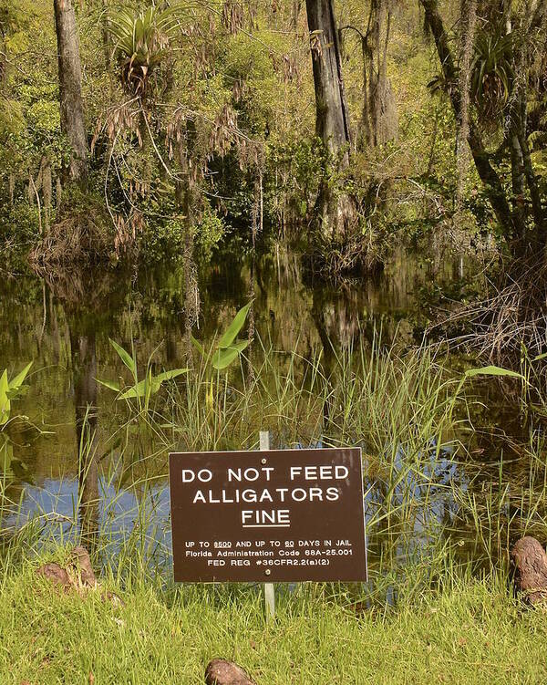 Everglades Poster featuring the photograph Stern Warning by Carol Bradley