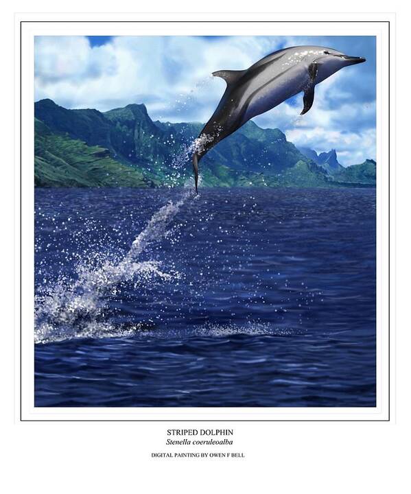 Dolphin Poster featuring the digital art Striped Dolphin by Owen Bell