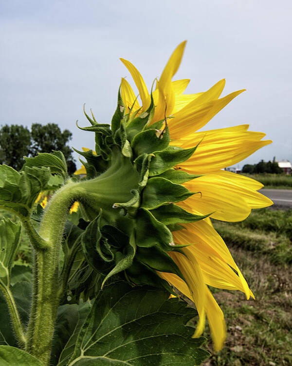 Sunflower Poster featuring the photograph Sunflower 4 by Deborah Ritch