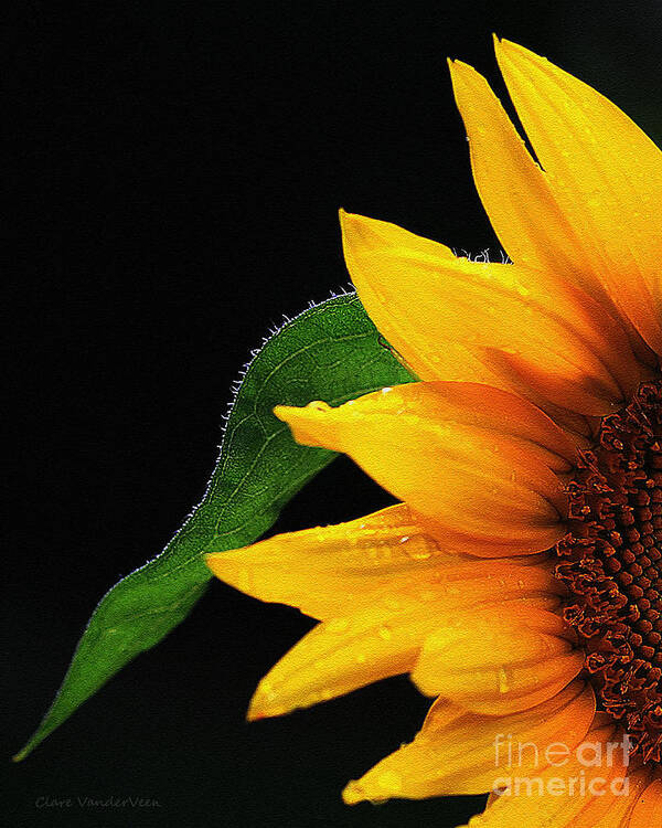 Sunflower Poster featuring the photograph Sunflower by Clare VanderVeen