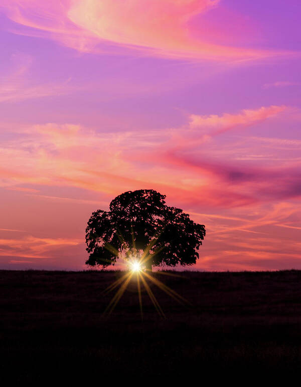 Sunset Poster featuring the photograph Sunset and the Oak by Janet Kopper