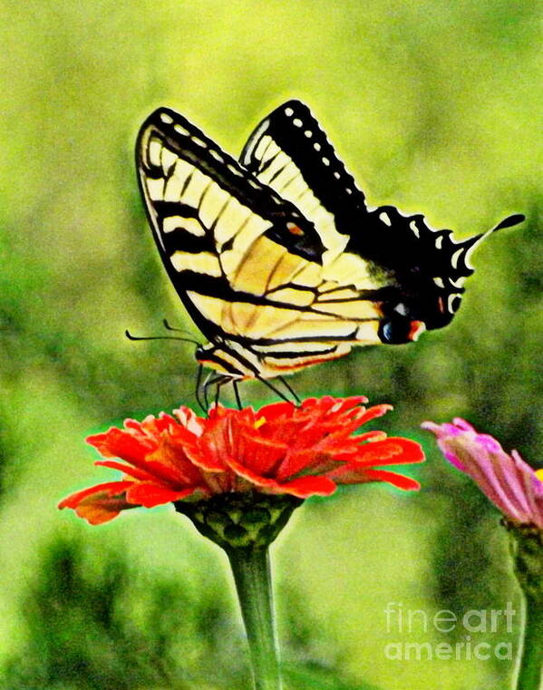 Swallowtail Poster featuring the photograph Swallowtail Resting by Melody Meadows