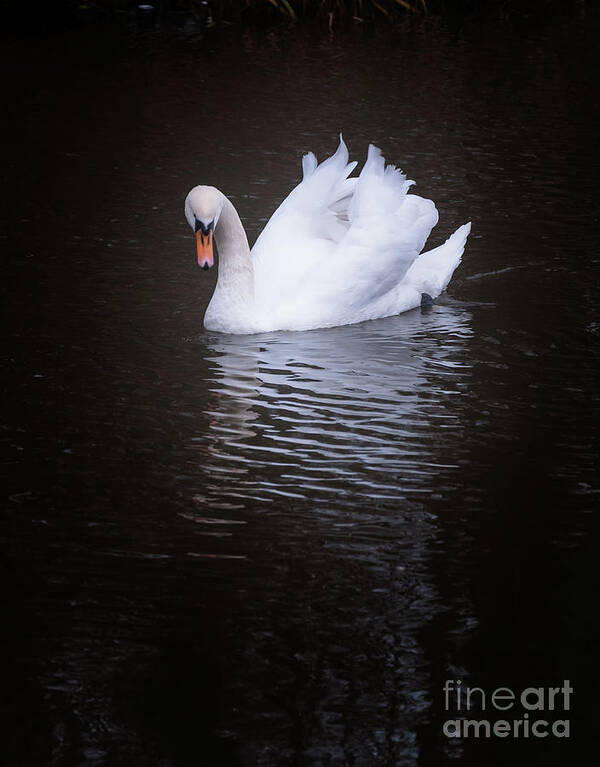 D90 Poster featuring the photograph Swan by Mariusz Talarek