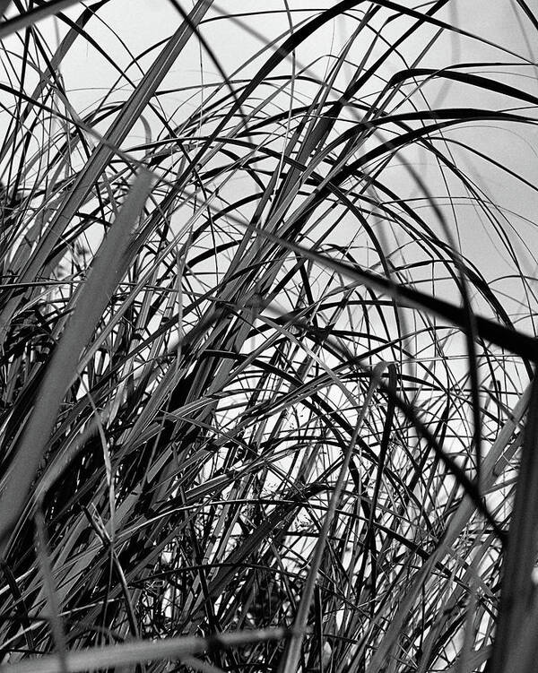 Abstract Poster featuring the photograph Tangled Grass by Sue Capuano