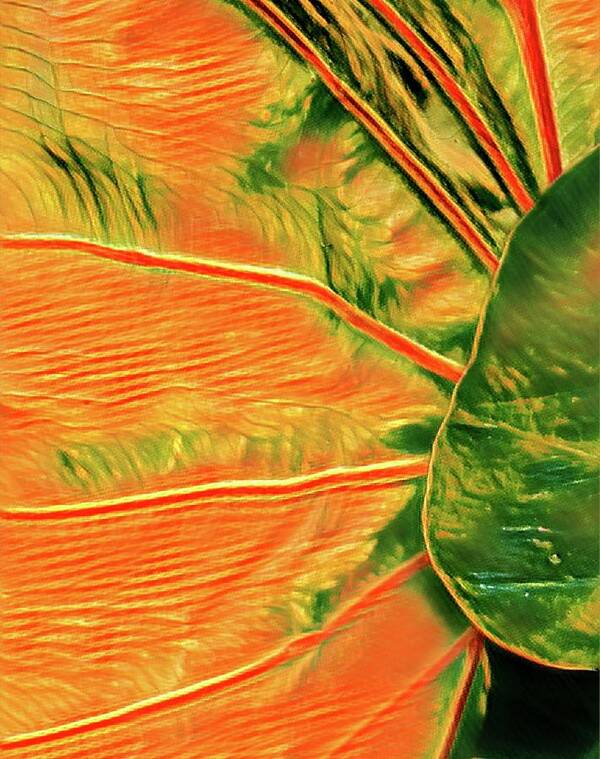 #flowersofaloha #taroleaf #orange #aloha Poster featuring the photograph Taro Leaf in Orange - The Other Side by Joalene Young