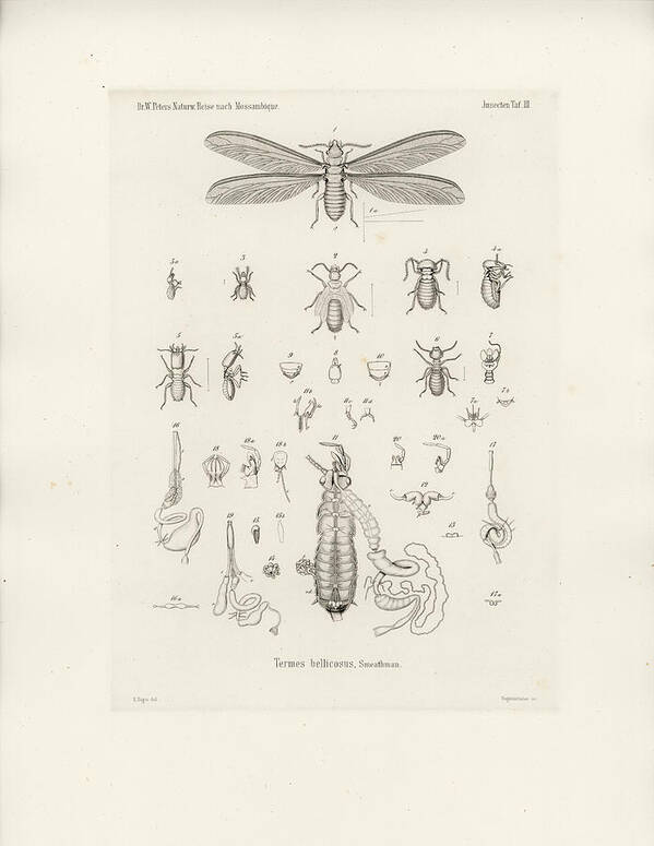 Insects Poster featuring the drawing Termites, Macrotermes bellicosus by H Hagen