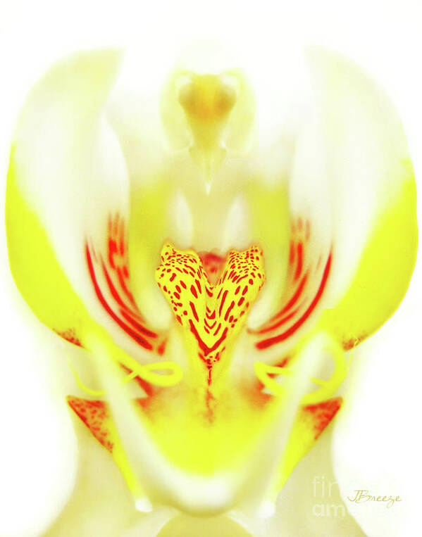 Moth Orchid Poster featuring the photograph The Heart of an Alien-Orchid by Jennie Breeze