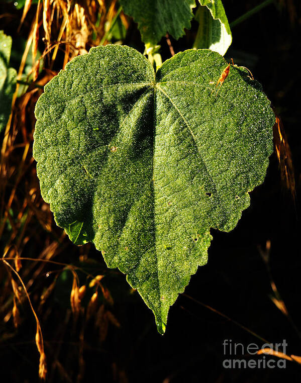 Leaf Poster featuring the photograph The Leaf by Gary Richards