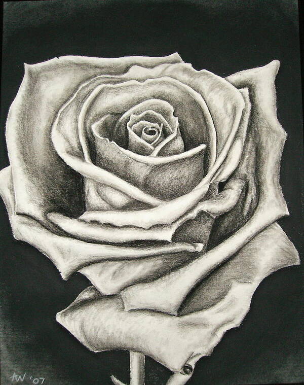 Rose.flower Poster featuring the drawing The Lonely Rose by Ashley Warbritton