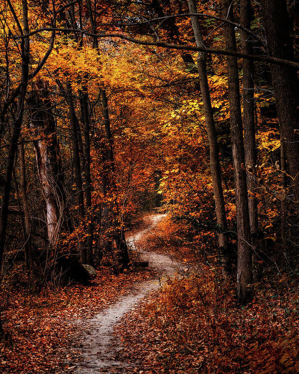 Landscape Poster featuring the photograph The Narrow Path by Scott Norris