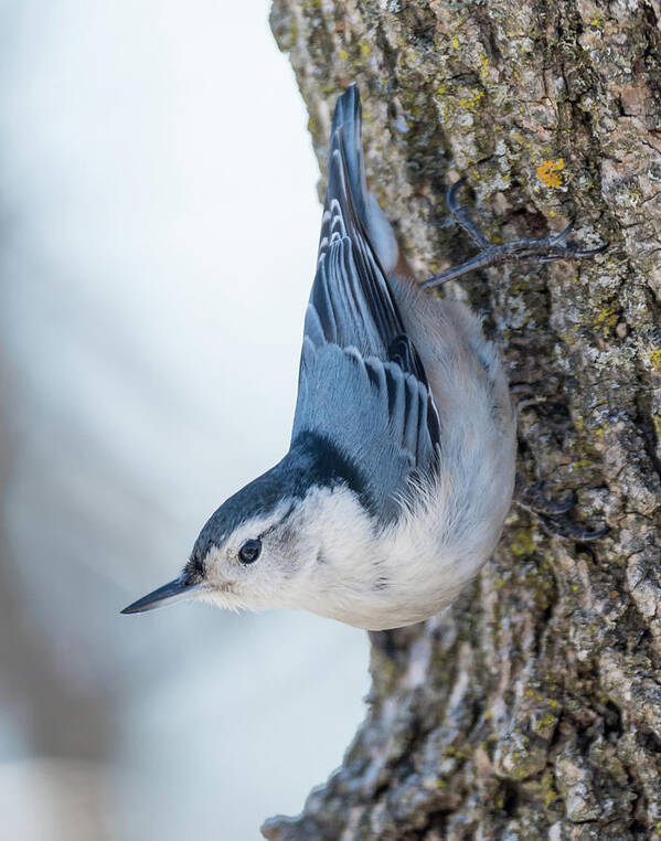 Nuthatch Poster featuring the photograph The nut collector... by Ian Sempowski