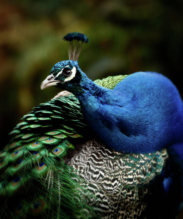 Peafowl Poster featuring the photograph The Peacock - 365-320 by Inge Riis McDonald
