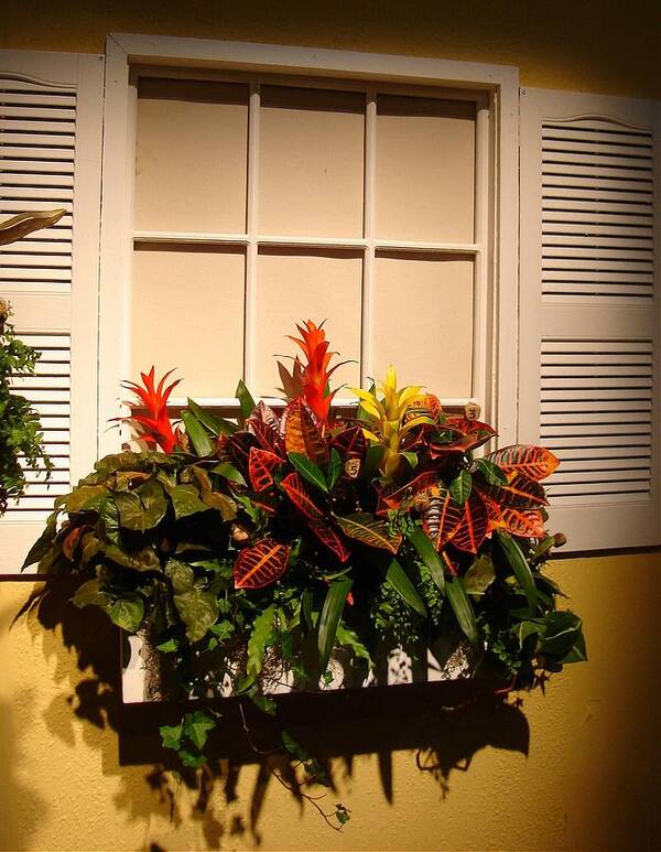 Flowers Poster featuring the photograph The Window Box by Vickie G Buccini